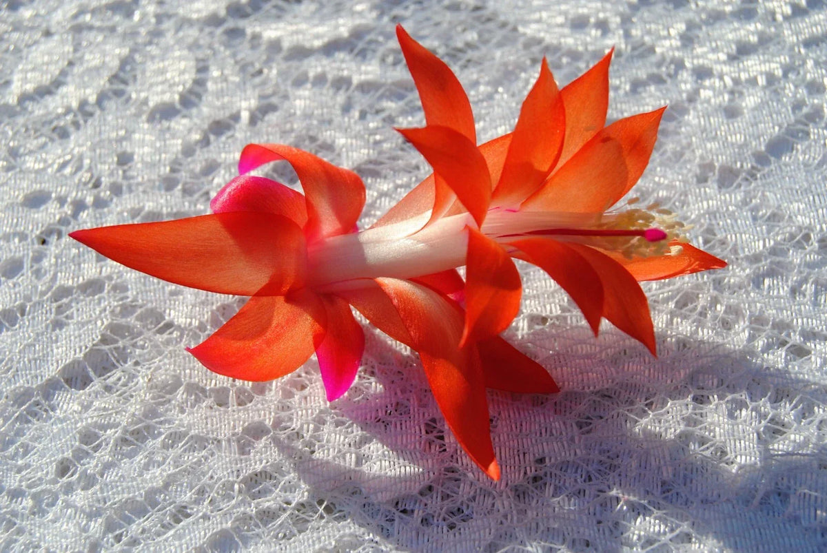 Christmas Cactus Starter Plant - Sunset Glow - Schlumbergera Truncata - Healthy Small Indoor Plant