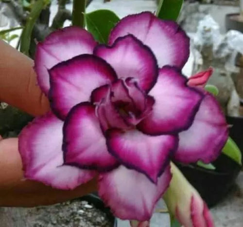 Desert Rose Seeds - Double White Purple Adenium Obesum Perennial Flower Seeds - Drought-Tolerant Garden Plant Pack