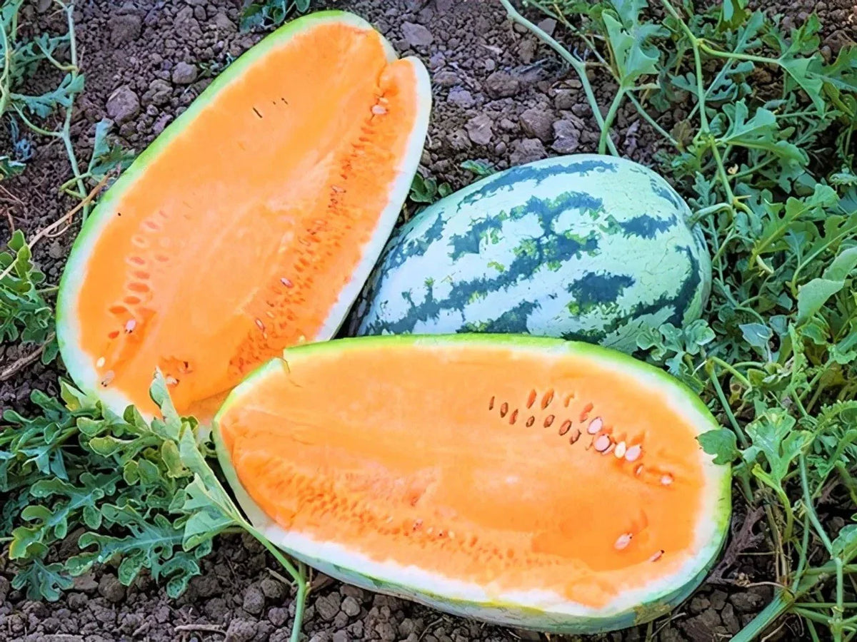 Tendersweet Orange Watermelon Seeds - 25+ Heirloom NON-GMO - Fresh Fruit Seeds - Citrullus lanatus
