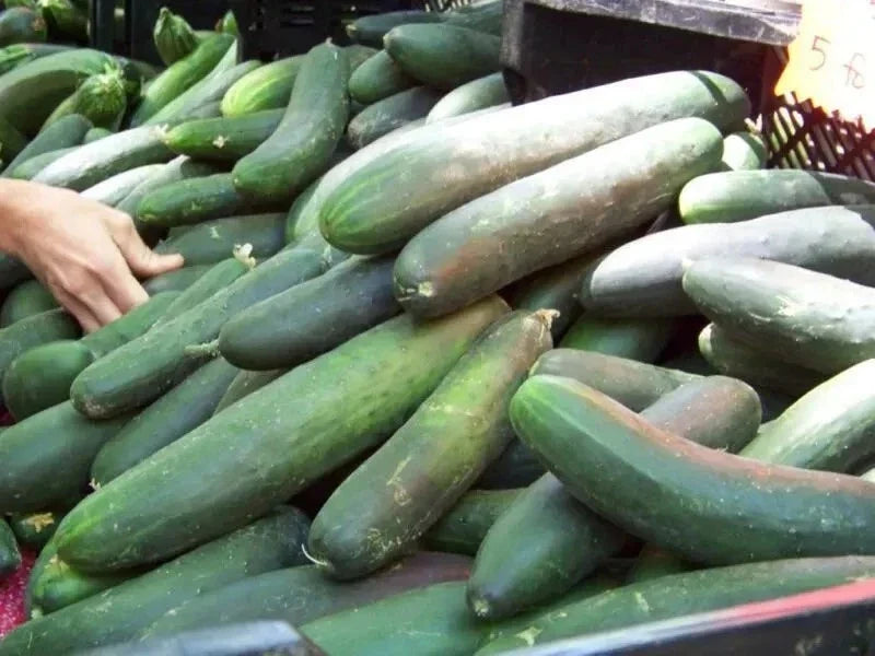 Heirloom Straight Eight Cucumber Seeds – Organic Non-GMO Cucumis sativus for Home Garden, Salad, and Pickling