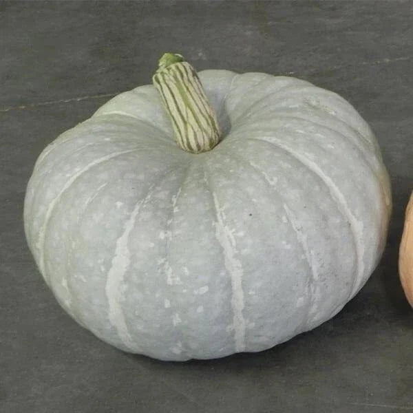 Silver Moon Pumpkin Seeds | 10 Seeds Packet | Silver Stacker Variety | Cucurbita pepo