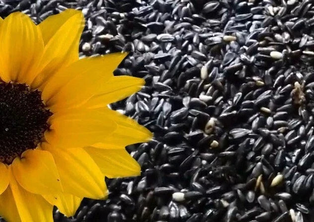 Black Oil Sunflower Seeds Pack of 25+ | Heirloom, Non-GMO, Helianthus annuus, Attracts Birds & Pollinators