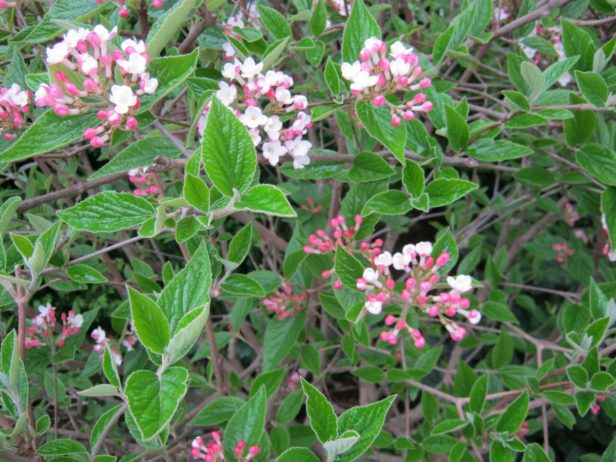 Mohawk Burkwood Viburnum Live Plant 24-36" Fragrant White Flowers Viburnum × burkwoodii 'Mohawk'