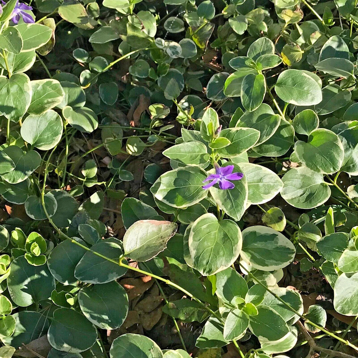 Variegated Vinca Groundcover Starter Vines - Lavender Periwinkle Flowers - Rooted Plants (Vinca minor)