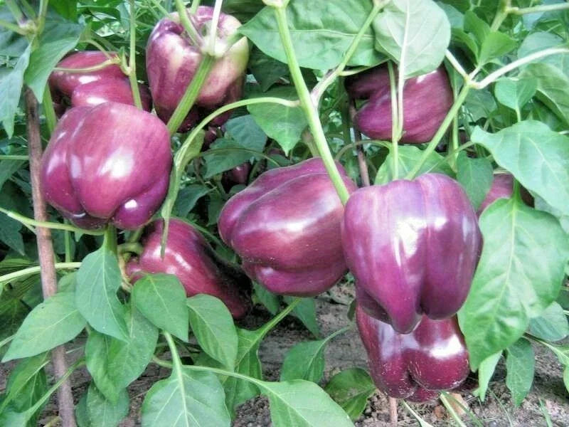 Purple Beauty Bell Pepper Seeds - 30+ Sweet Capsicum Annuum - Heirloom Vegetable Seeds - USA Grown - Free Shipping