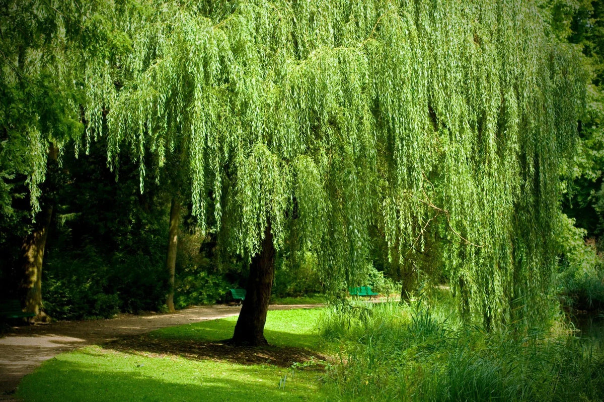 Weeping Willow Tree Cuttings 12 Unrooted 6-8" White Salix babylonica