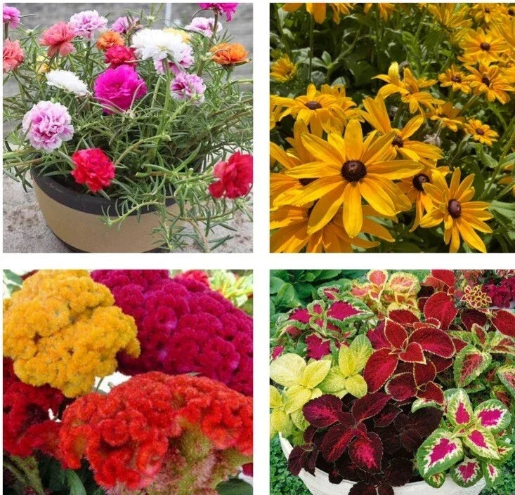 Flower Seeds Collection - 4 Varieties: Rose Moss, Black Eyed Susan, Coleus, Celosia Cristata - Garden Plant Seeds
