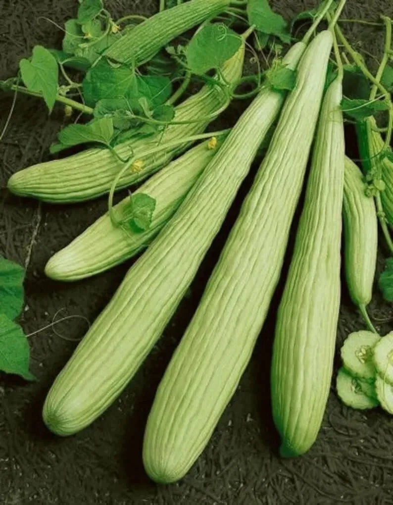 Armenian Yard Long Cucumber Seeds – Organic Non-GMO Heirloom, Long Crisp Cucumbers for Salad & Pickling, Cucumis sativus, 25+ Seeds