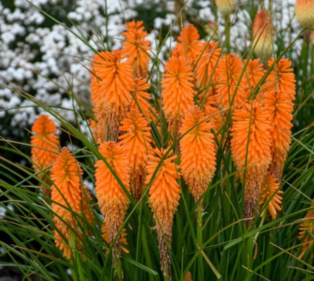 1 Orange Blaze Poker Plant - Kniphofia uvaria - Vibrant Orange Flowers for Garden and Landscape (Copy)
