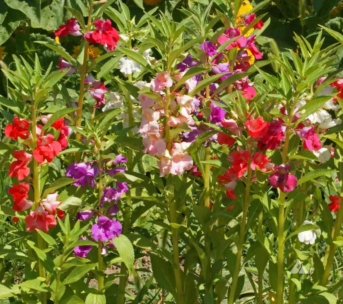 Balsam Seeds Mix - Tom Thumb Dwarf Impatiens - Non-GMO - 200 Count - Shade/Part-Shade - Ideal for Gardens and Containers