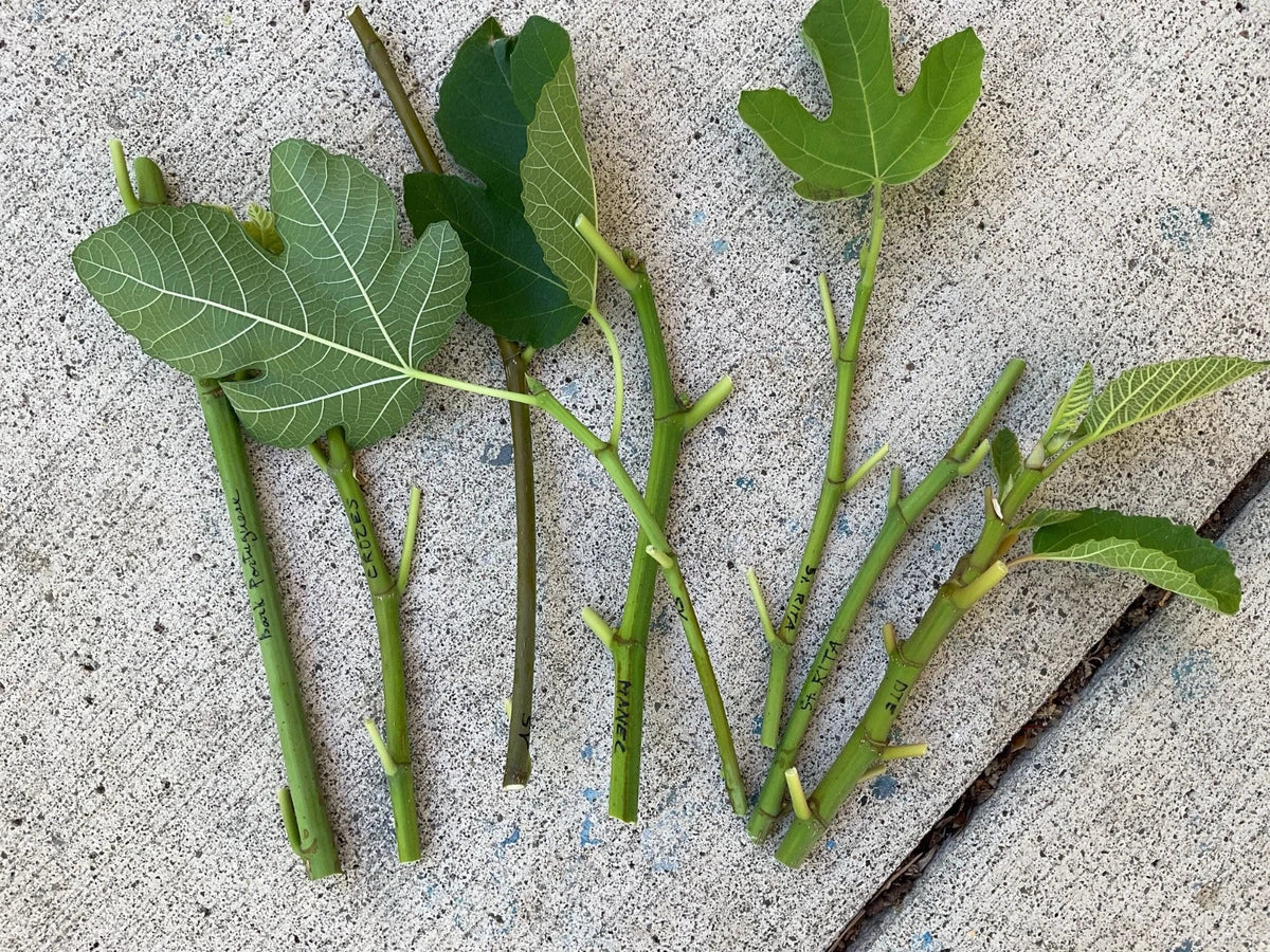 Fresh Fig Tree Cuttings - Edible Fig Variety - Ficus carica