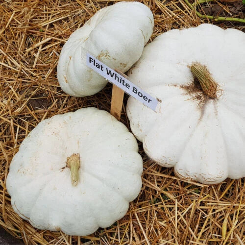 25+ Flat White Boer Pumpkin Seeds - Heirloom Cucurbita maxima - USA
