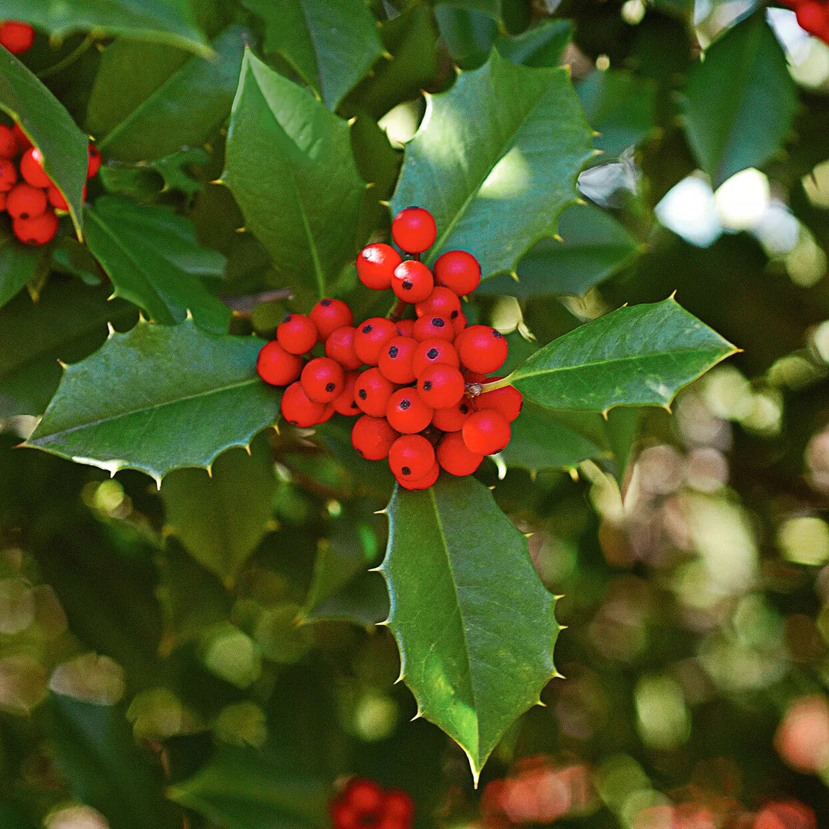 American Holly Small Tree in Pot, Ilex opaca, Evergreen Native Shrub for Landscaping, Potted Virginia Holly Tree