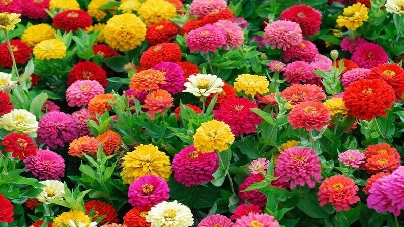 Lilliput Zinnia Mix Seeds - Organic Flower Seeds - USA Grown - Colorful Garden Variety - Zinnia elegans
