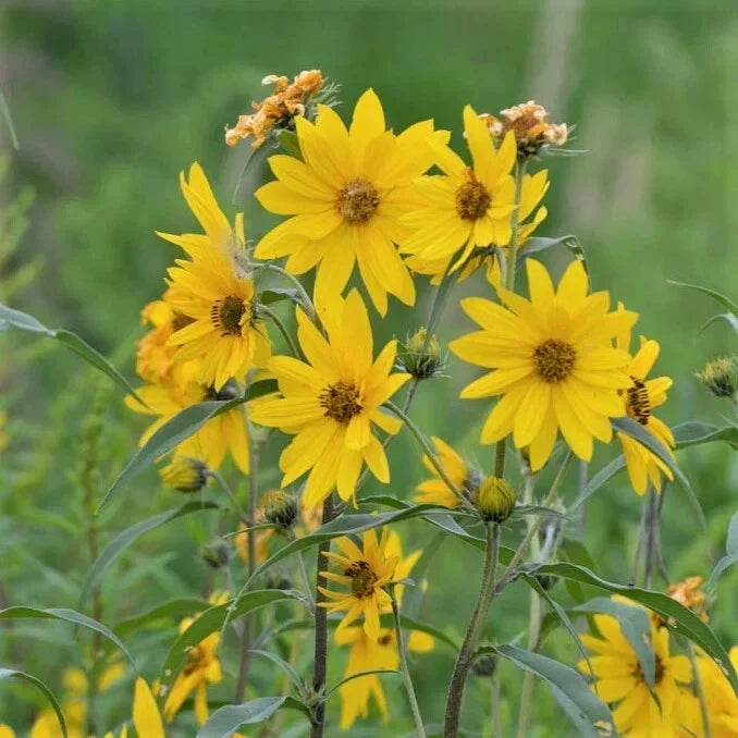 Maximilian Sunflower Seeds 1,000 Count Non-GMO Helianthus maximiliani for Gardens & Landscaping