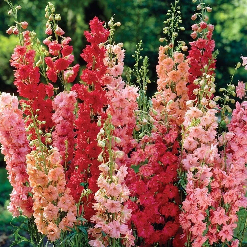 Delphinium Seeds - Red Arrow Mix Perennial Flower Seeds - Delphinium elatum - Vibrant Garden Bloom, Butterfly Attractant