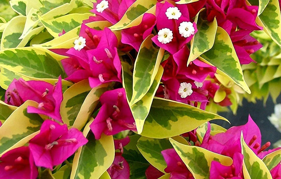 Pink Pixie Queen Bougainvillea Starter Plug Plant - Variegated (Bare Root) - Bougainvillea spp.