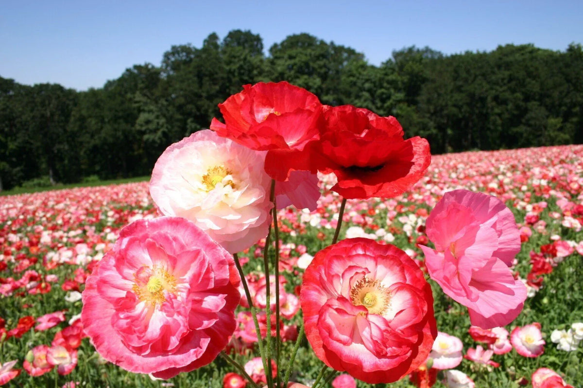 Double Mixed Poppy Seeds - 200+ Count - Papaver somniferum - USA Grown