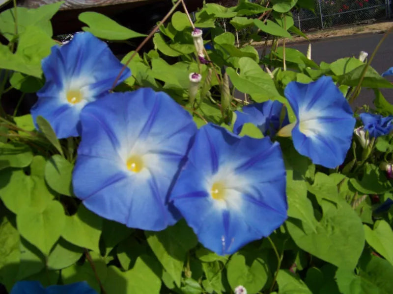 Morning Glory Seeds - Heavenly Blue Variety - Ipomoea purpurea - Climbing Vine, 55 Seeds, Garden, Outdoor, Fast-Growing