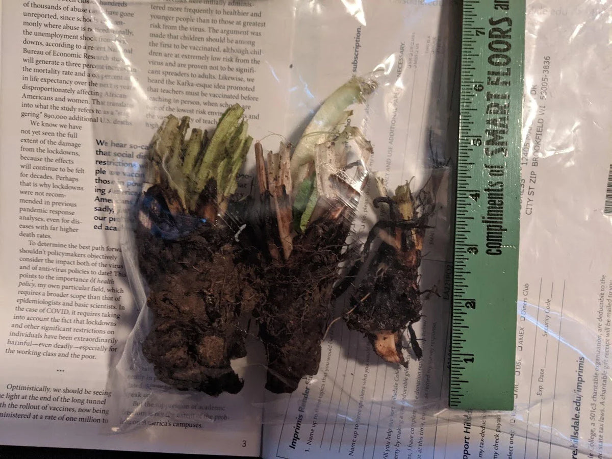 Comfrey Root Crowns - Organic Fertilizer, Pollinator Friendly - Symphytum officinale