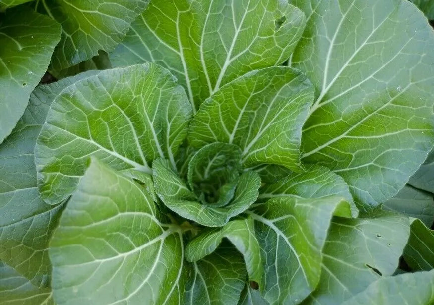 Vates Collard Greens Seeds - 300+ Heirloom Vegetable Seeds for Gardening & Cooking - Brassica oleracea var. viridis