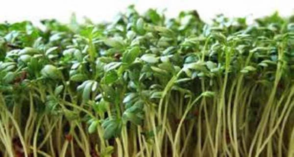 Curled Cress Seeds, Heirloom Broadleaf, 50+ Seeds for Sprouts, Micro Greens - Perfect for Home Gardening