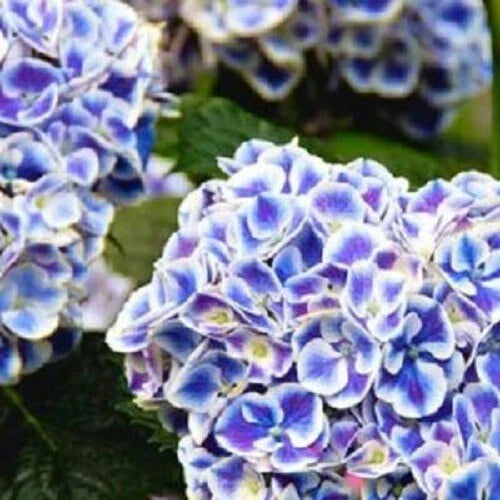 Mars Hydrangea Seeds - 5 Perennial Hardy Garden Shrub Flower Seeds - Hydrangea macrophylla