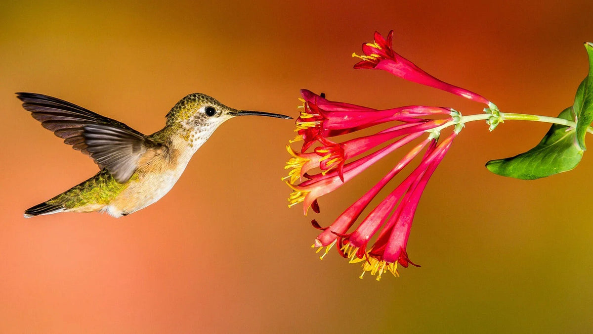 Hummingbird Wildflower Seed Mix - Perennial Garden Blend for Hummingbirds - Easy to Grow, Colorful Variety