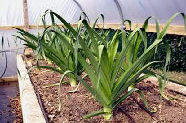 Leek Seeds, 25+ Heirloom American Flag, Crisp Sweet Flavor, Allium ampeloprasum