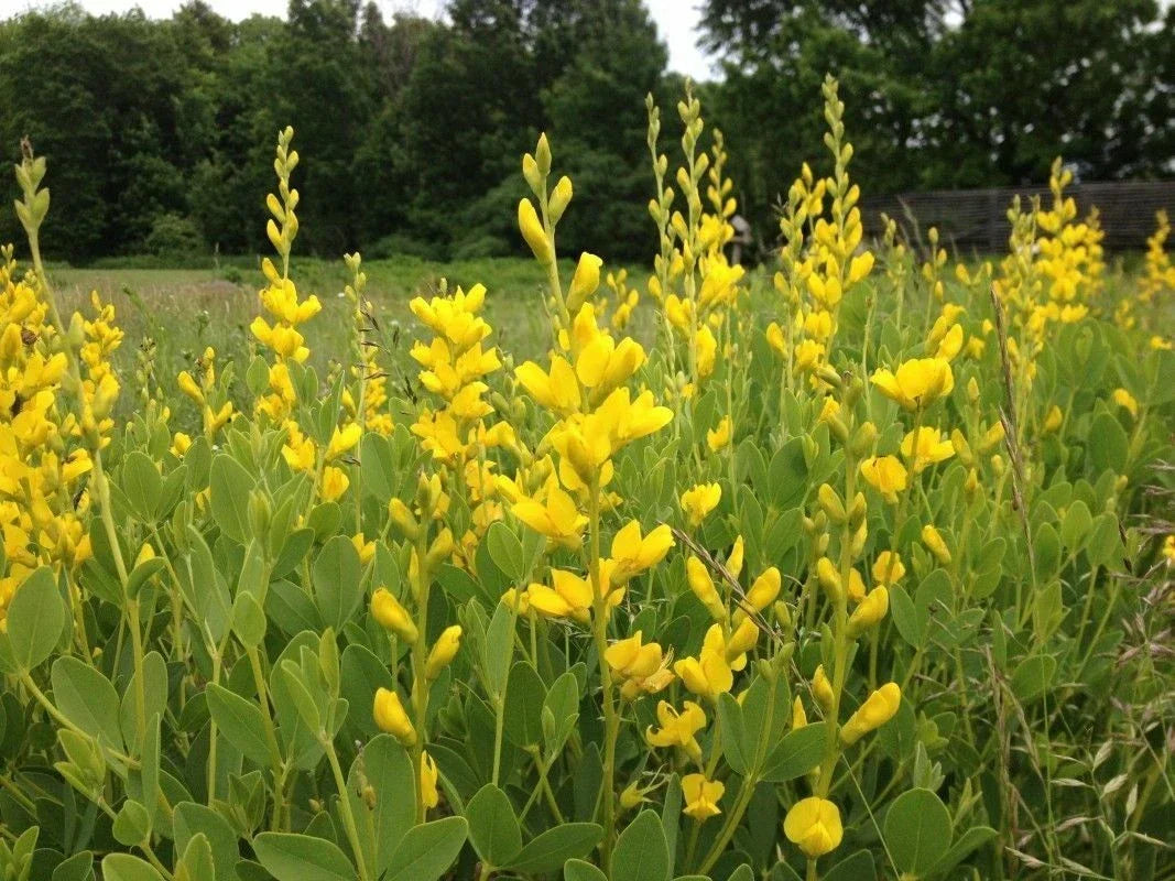Yellow False Indigo Seeds 30 Count - Baptisia tinctoria Native Wildflower