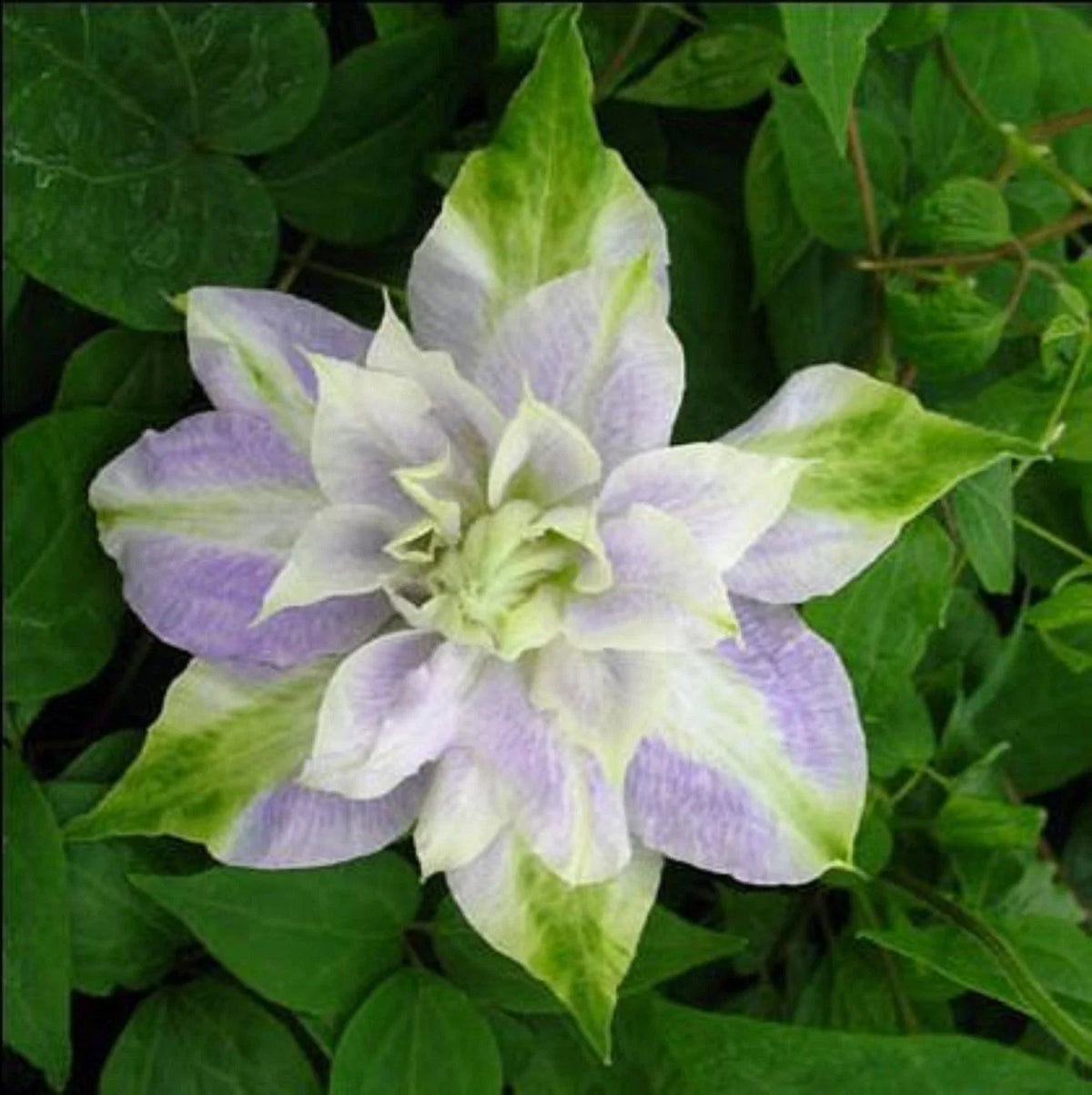 Clematis Seeds - 25 DBL Purple Green Perennial Flower Seeds - Clematis Viticella - US Seller