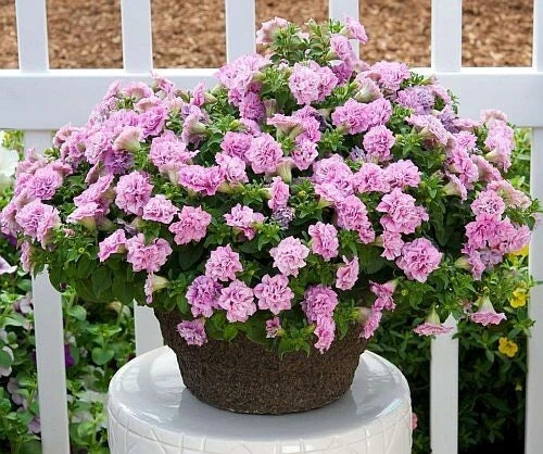 Petunia Doppio Pink Shades Plug - Old Fashion Petunia × atkinsiana Live Plant for Containers & Gardens