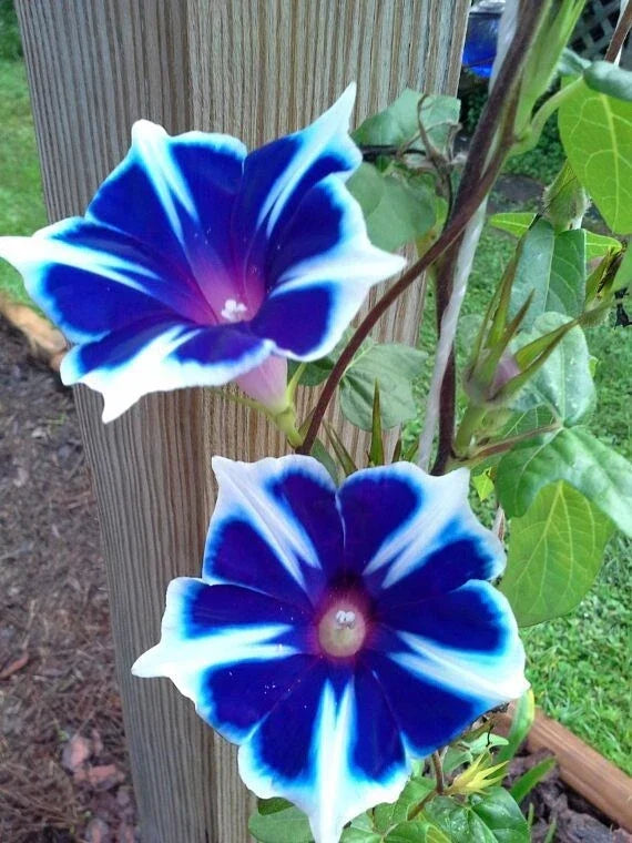 Japanese Morning Glory Seeds Mix - 10 Seeds, Vibrant Colors, Ipomoea nil, Annual Climbing Vine for Gardens & Containers