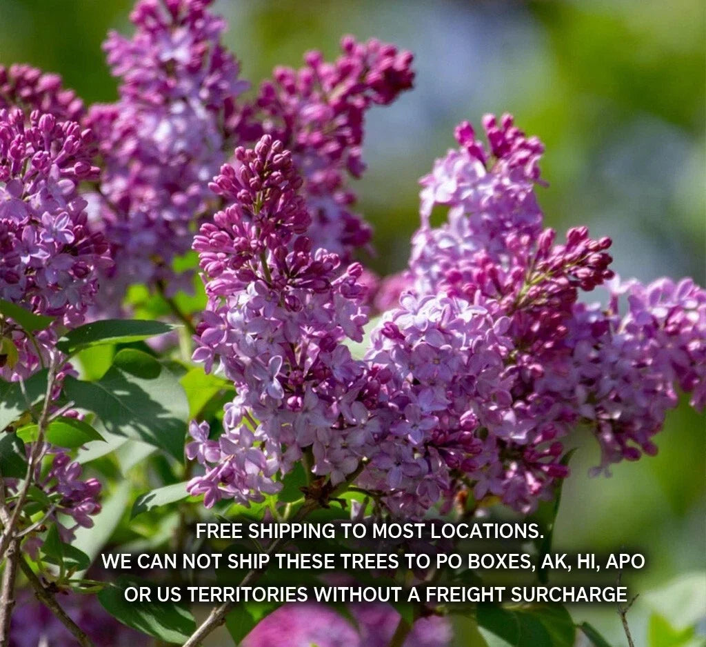 Old Fashion Lilac Bush Potted Plant 9-14 Inches Syringa vulgaris Fragrant Spring Blooms