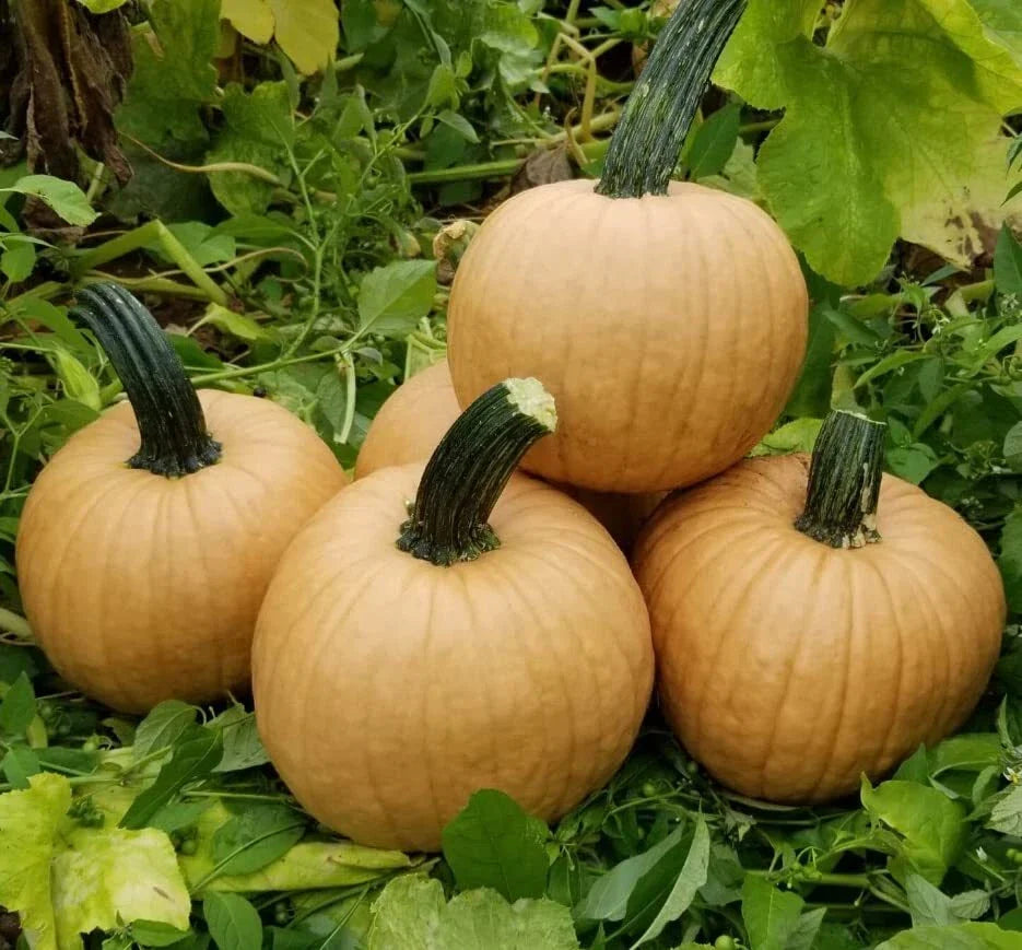 Hot Chocolate Pumpkin Seeds for Planting - 10 Seeds - Cucurbita pepo - Non-GMO, Heirloom Variety, Ideal for Home Gardens