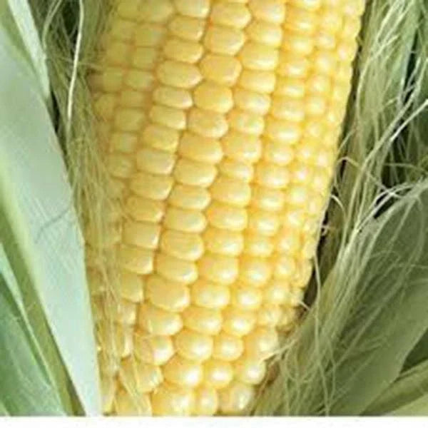 Golden Bantam Sweet Corn Seeds – Heirloom Non-GMO, Organic Zea mays, 50+ Seeds for Home Garden, Tender Kernels, Perfect for Canning & Grilling
