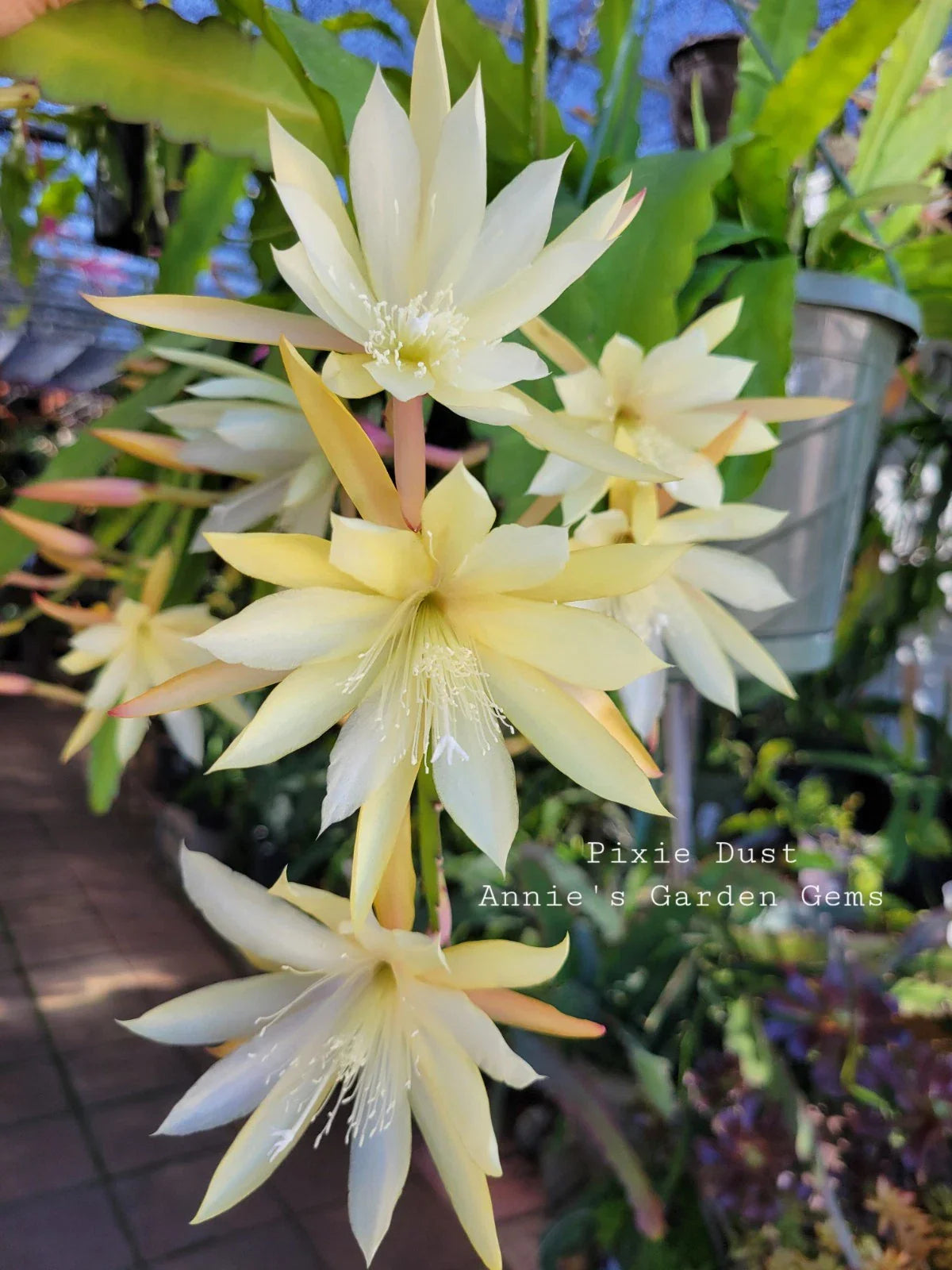 Epiphyllum Pixie Dust Cuttings - Unrooted 8-10 Inches - Vibrant Blooming Cactus - Epiphyllum spp.