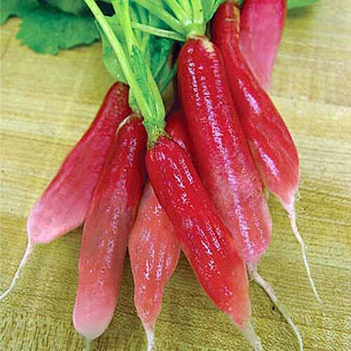 China Rose Radish Seeds - 500+ Pack Heirloom Raphanus sativus