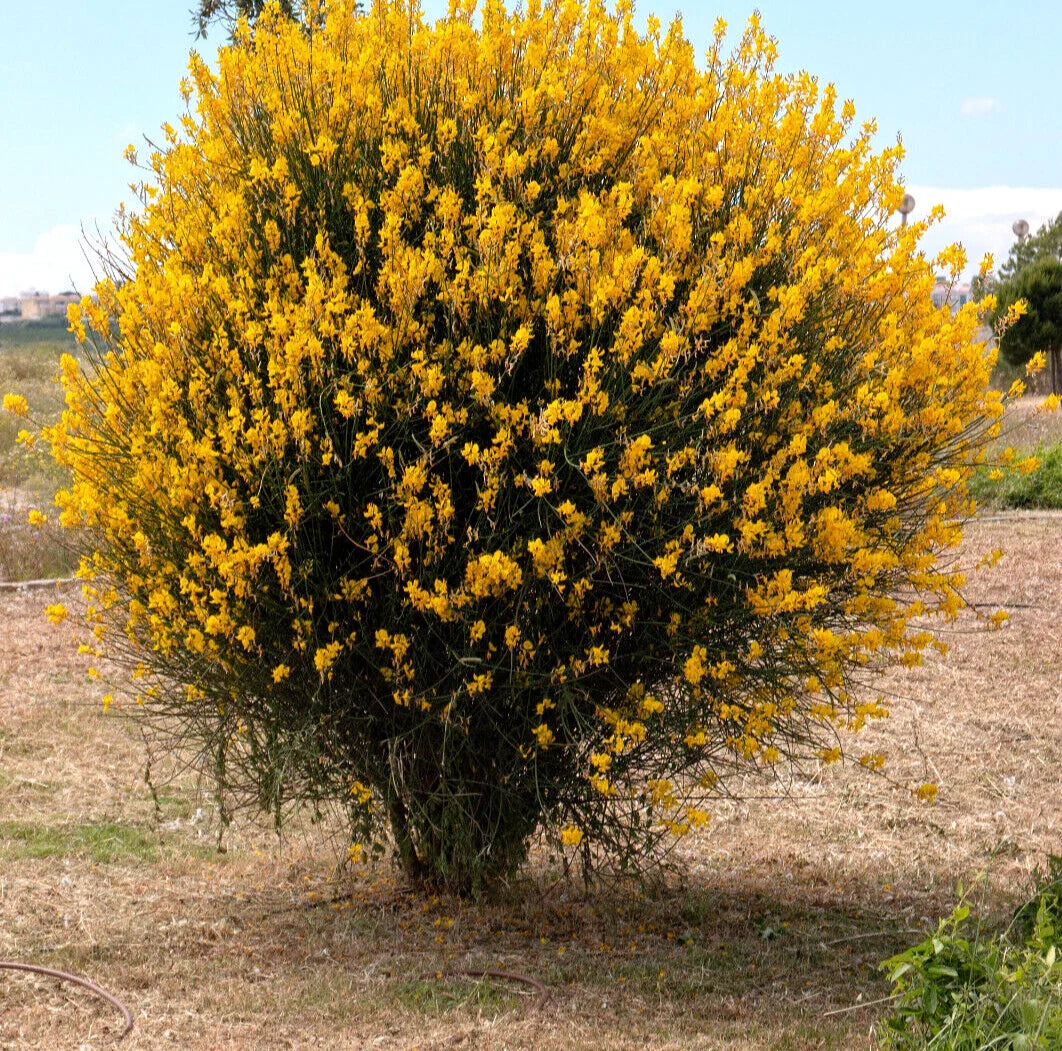 Spanish Broom Seeds - 20 Pack - Yellow Flowering Shrub - Spartium junceum - Weavers Broom Plant
