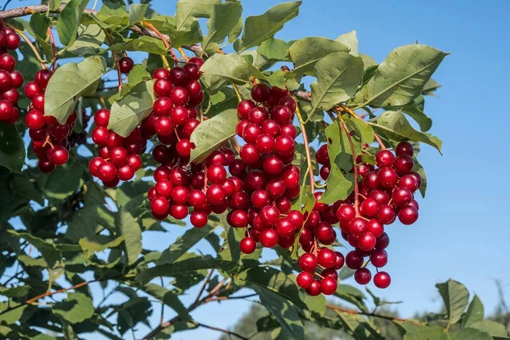 Chokecherry Seeds - 30 Seeds Prunus virginiana for Edible Garden