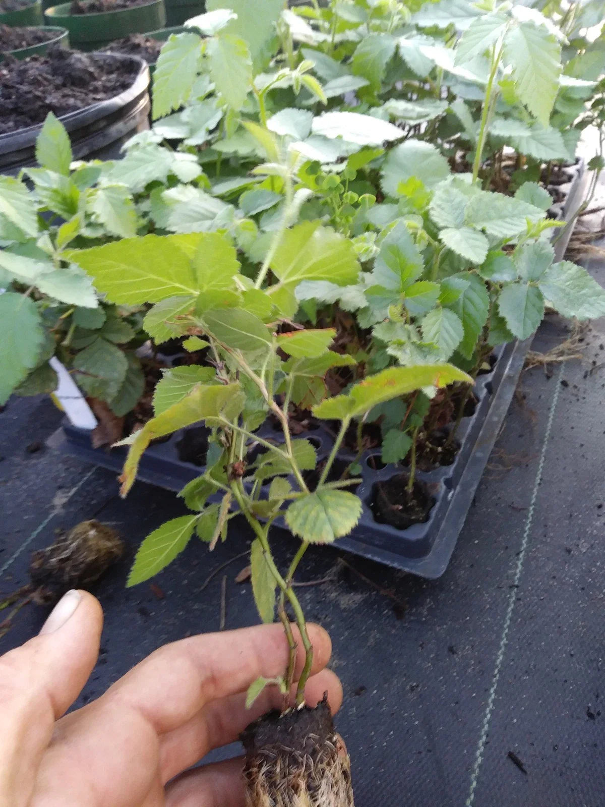 Thornless Blackberry Plants 72" Sweetie Pie Variety Non-GMO Rubus fruticosus Pesticide-Free Edible Fruit, Zones 6-11