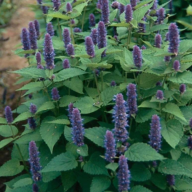 Anise Hyssop Seeds - 2000 Non-GMO Agastache foeniculum Herb Seeds for Pollinator Gardens and Culinary Use