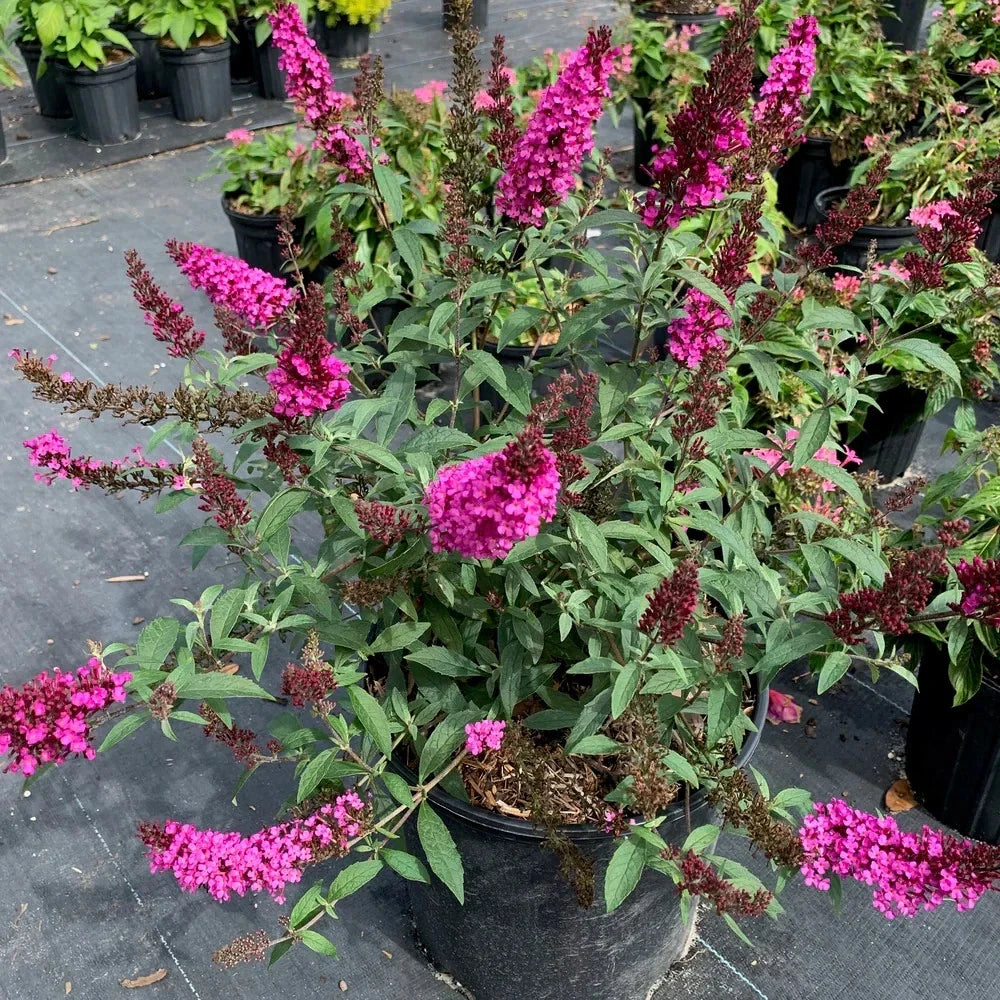 Raspberry Buddleia Starter Plant 2-4” | Butterfly Bush | Ships Without Pot | Buddleja davidii