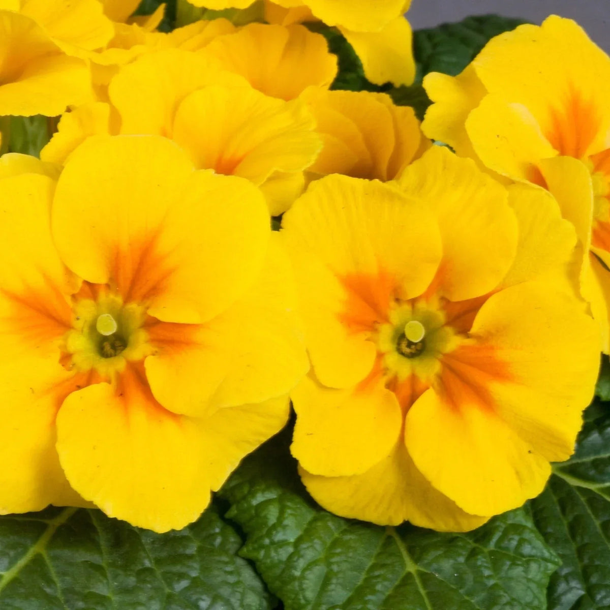 Primula Danova Seeds - 500 Count - Golden Yellow Flowers
