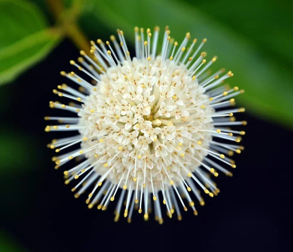 Buttonbush Seeds 100 Count - Cephalanthus occidentalis Native Wetland Plant