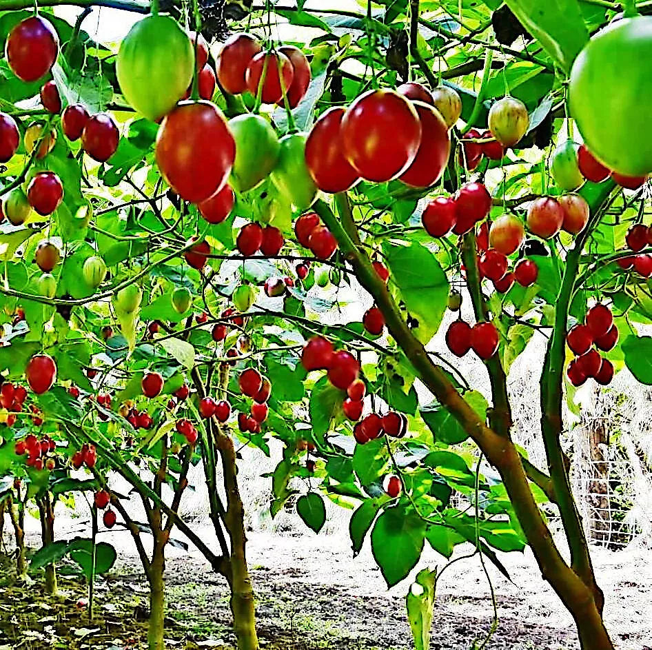 Tamarillo Tree Tomato Seeds – High Yield, Fast Growing Solanum betaceum, Pack of 10 Seeds