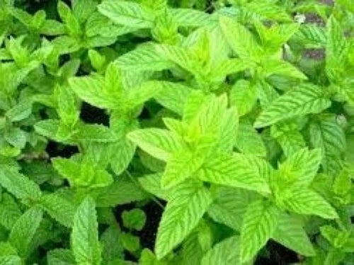 Organic Spearmint Seeds 100 Count Mentha spicata Herb for Tea & Culinary Use