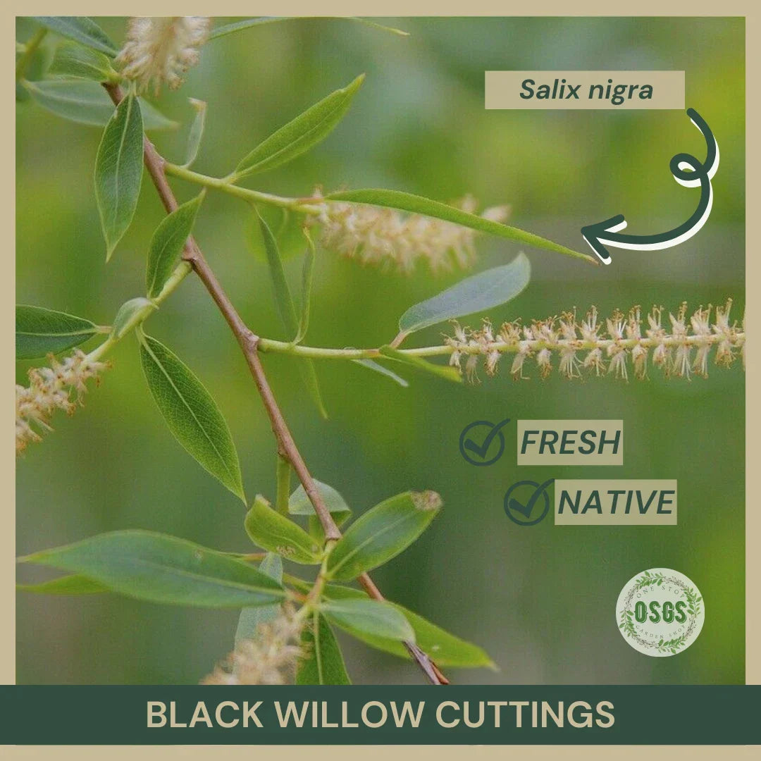 Black Willow Cuttings 18" Fresh Salix nigra Native Plant Propagation for Wetlands & Landscaping