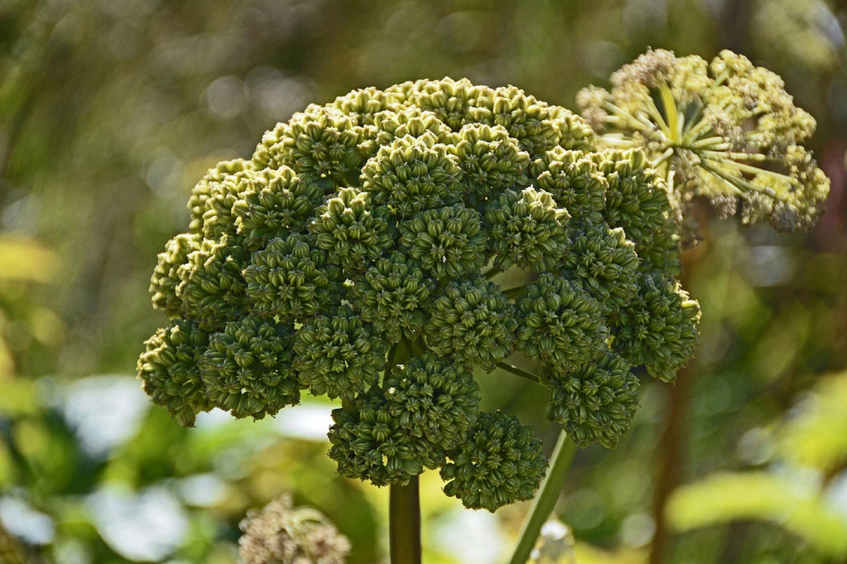 Angelica Seeds | 80+ Perennial Medicinal Herb | Rare Purple Variety | Angelica Atropurpurea
