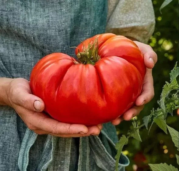 Giant Beefsteak Tomato Seeds - Organic Heirloom Non-GMO - Solanum lycopersicum - 120+ Seeds for Home Garden, Canning & Cooking